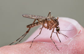 Coquillettidia richiardii Foto: Anders Lindström/SVA