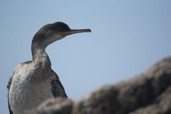 Corb marí emplomallat (Golosus aristotelis) a l’Espai Natural dels Colls i Miralpeix (Garraf)