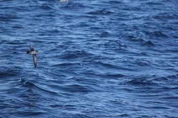 Baldriga balear (Puffinus mauretanicus) a l’Espai marí Costes del Garraf