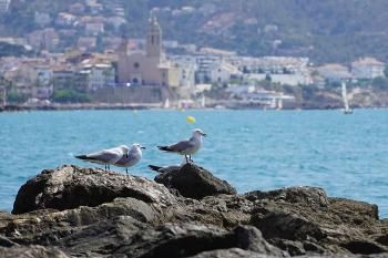 Gavines corses (Ichthyaetus audouinii) davant de la façana litoral de Sitges